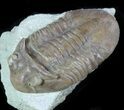 Asaphus (New Species) Trilobite - Russia #89057-3